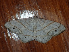 Trigrammia quadrinotaria