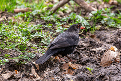 Turdus merula