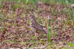 Turdus viscivorus