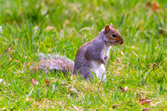 Sciurus carolinensis