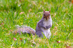 Sciurus carolinensis