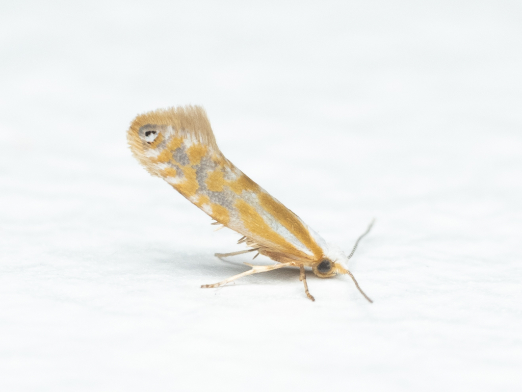 Argyresthia canadensis