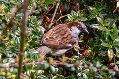 Passer domesticus