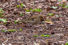 Fringilla coelebs