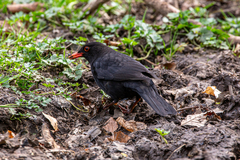 Turdus merula