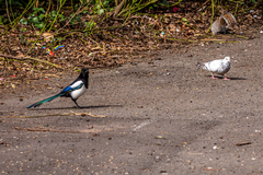 Columba livia domestica