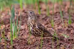 Turdus viscivorus