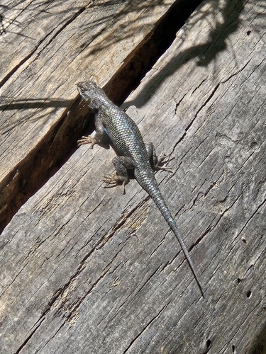 iNaturalist observation photo of Western Fence Lizard