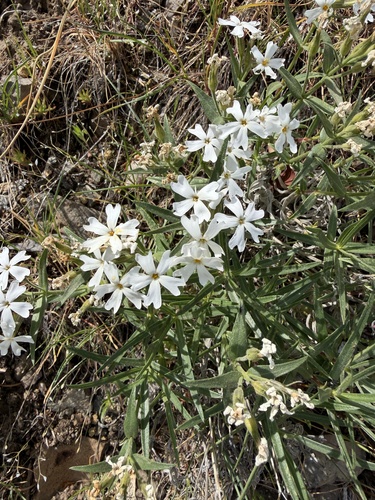 Phlox speciosa, photograph 4