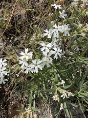 Phlox speciosa, photograph (c) James H. Thomas, some rights reserved (CC BY)