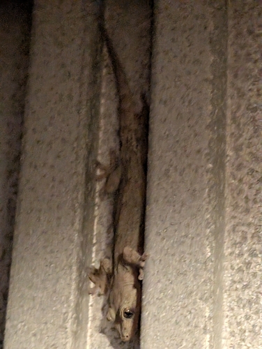 Japanese Giant Gecko