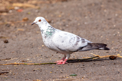 Columba livia domestica
