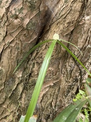 Cyperus mindorensis