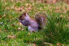 Sciurus carolinensis