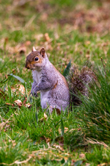 Sciurus carolinensis