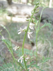 Astragalus rusbyi