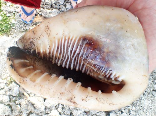 Emperor Helmet Snail