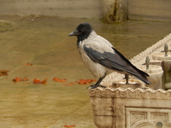 Corvus cornix