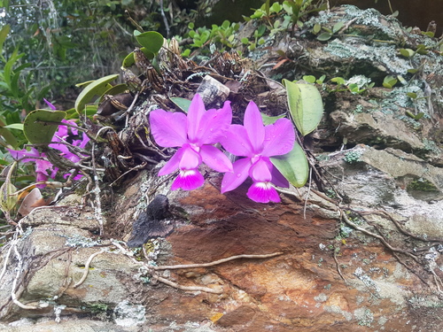 Cattleya walkeriana, photograph 3