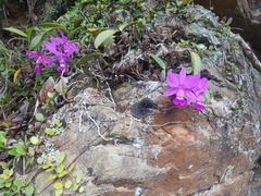 Cattleya walkeriana, photograph (c) Celso Henrique Varela Rios, some rights reserved (CC BY)