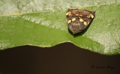 Hyblaea occidentalium