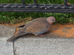 Streptopelia senegalensis