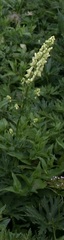 Aconitum lycoctonum