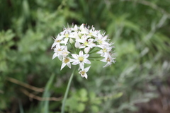 Allium plummerae
