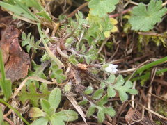 Nemophila pedunculata
