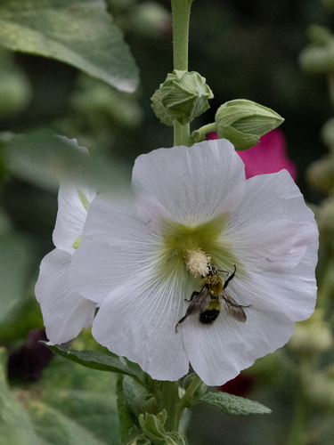 Jet-tailed Bumble Bee