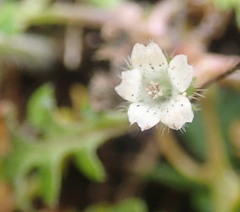 Nemophila pedunculata