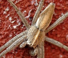 Pisaura mirabilis