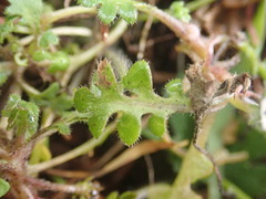 Nemophila pedunculata