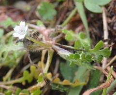 Nemophila pedunculata