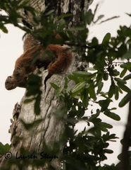 Heliosciurus mutabilis