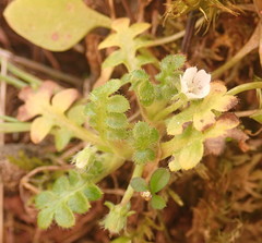 Nemophila pedunculata