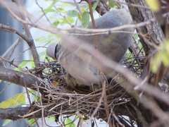 Streptopelia decaocto