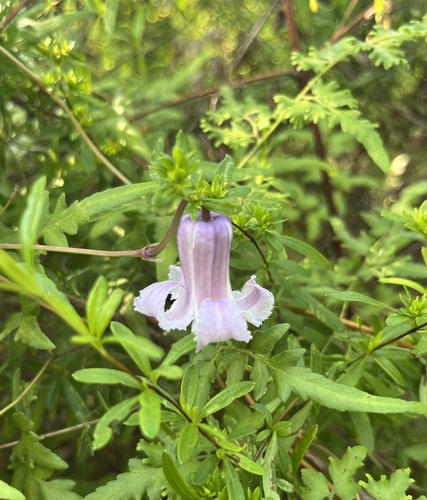 Swamp Leatherflower