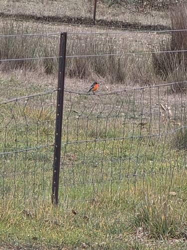 Flame Robin