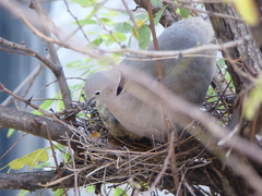Streptopelia decaocto