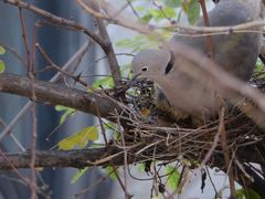 Streptopelia decaocto
