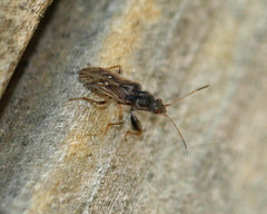 Pseudopachybrachius basalis