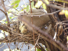 Streptopelia decaocto