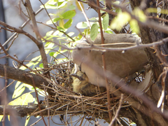 Streptopelia decaocto