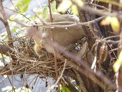 Streptopelia decaocto