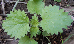 Urtica gracilenta