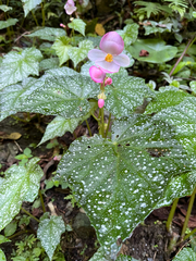 (c) 邱承慶, some rights reserved (CC BY) Begonia formosana, photograph (c) 邱承慶, some rights reserved (CC BY)