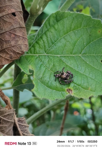 Heavy-bodied Jumper