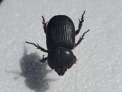 Hemiphileurus