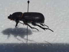 Hemiphileurus